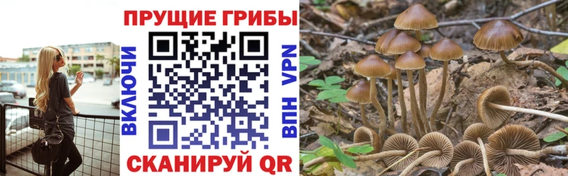 Галлюциногенные грибы Cubensis  Сургут 